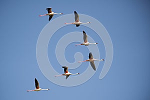 Lesser Flamingo