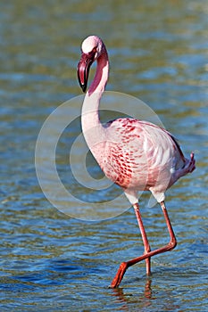 Lesser flamingo