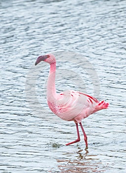A lesser flamingo in the camargue , France