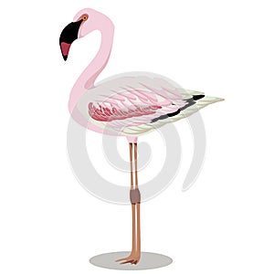 Lesser flamingo cartoon bird