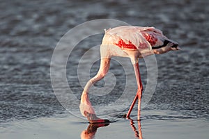 Lesser flamingo close up Phoeniconaias minor, Walvis bay, Namibia