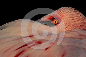 Lesser Flamingo Closeup