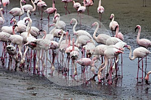 Lesser flamingo colony and Rosa Flamingo in Walvisbaai, Namibia