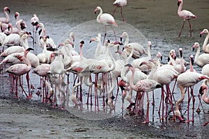 Lesser flamingo colony and Rosa Flamingo in Walvisbaai, Namibia