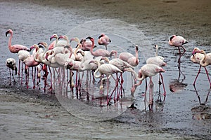 Lesser flamingo colony and Rosa Flamingo in Walvisbaai, Namibia