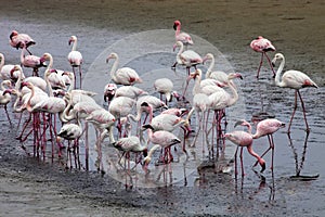 Lesser flamingo colony and Rosa Flamingo in Walvisbaai, Namibia