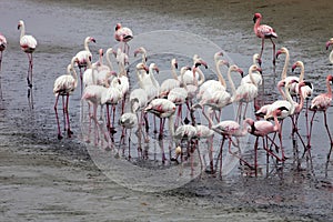 Lesser flamingo colony and Rosa Flamingo in Walvisbaai, Namibia