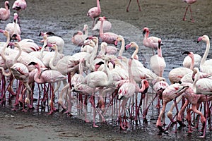 Lesser flamingo colony and Rosa Flamingo in Walvisbaai, Namibia