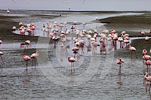 Lesser flamingo colony and Rosa Flamingo in Walvisbaai, Namibia