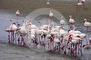 Lesser flamingo colony and Rosa Flamingo in Walvisbaai, Namibia