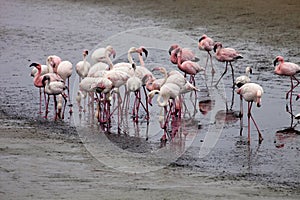 Lesser flamingo colony and Rosa Flamingo in Walvisbaai, Namibia