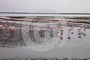 Lesser flamingo colony and Rosa Flamingo in Walvisbaai, Namibia