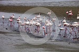 Lesser flamingo colony and Rosa Flamingo in Walvisbaai, Namibia