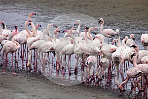 Lesser flamingo colony and Rosa Flamingo in Walvisbaai, Namibia