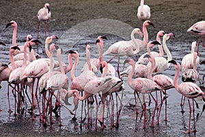 Lesser flamingo colony and Rosa Flamingo in Walvisbaai, Namibia