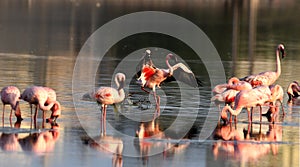 Lesser Flamingo displaying