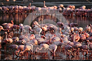Lesser Flamingo in flight