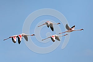 Lesser flamingo in flight with open wings, South Africa