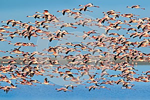 Lesser Flamingo flock group, Phoeniconaias minor, pink bird in blue water and sky. Wildlife scene from wild nature. Flock of
