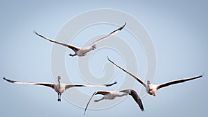 A Lesser Flamingo in a Gliding Flight