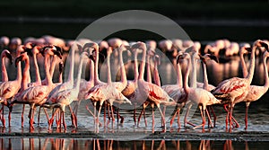 Lesser Flamingo Group