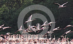 Lesser Flamingo Group feeding while others in flight