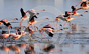 Lesser Flamingo Group take off
