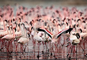 Lesser Flamingo, lake Bogoria