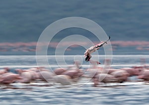 Lesser Flamingo landing  at Lake Bogoria, Kenya. Image taken by panning technique to show motion
