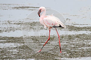 Lesser flamingo ( Phoeniconaias minor )