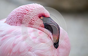 Lesser flamingo Phoeniconaias minor