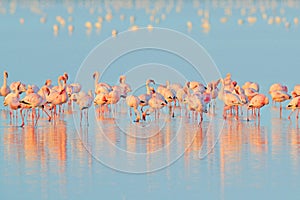 Lesser Flamingo, Phoeniconaias minor, flock of pink bird in the blue water. Wildlife scene from wild nature. Flock of flamingos