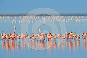 Lesser Flamingo, Phoeniconaias minor, flock of pink bird in the blue water. Wildlife scene from wild nature. Flock of flamingos