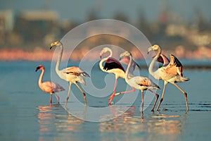 Lesser Flamingo, Phoeniconaias minor, flock of pink bird in the blue water. Wildlife scene from wild nature. Flock of flamingos