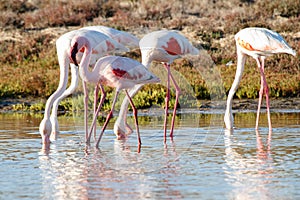 Lesser flamingo Phoeniconaias minor with Greater Flamingo