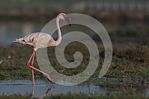 Lesser Flamingo Phoenicoparrus minor walking in bedi port.