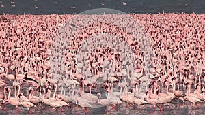 Lesser Flamingo, phoenicopterus minor, Group moving in Water, Colony at Bogoria Lake in Kenya,