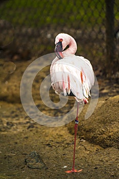 Lesser Flamingo preens on the bank of a pond.