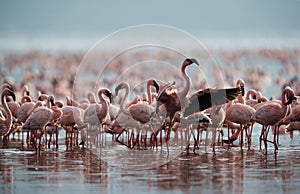 Lesser Flamingo raising its wings