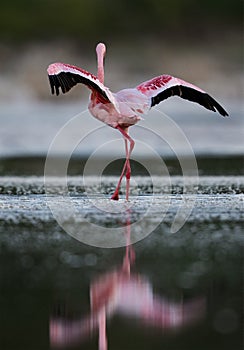 Lesser Flamingo and reflection