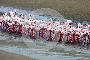 Lesser flamingo and Rosy Flamingo, Walvis Bay, Namibia