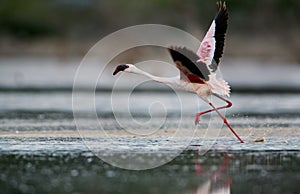 Lesser Flamingo running to fly, Lake Bogoria