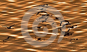 Lesser flamingo. Scientific name: Phoenicoparrus minor. Flying Flamingos above the red water of Lake Natron at sunset. Aerial View