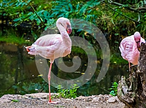 Lesser flamingo standing on one leg at the water side, Near threatened bird specie from America photo