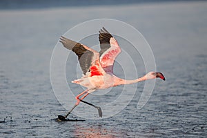 Lesser flamingo taking flight Phoeniconaias minor