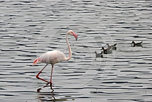 Lesser Flamingo wading in water