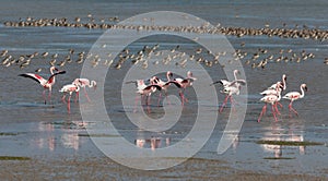 Lesser Flamingoes