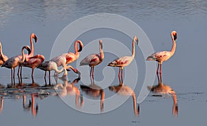 Lesser Flamingoes feeding