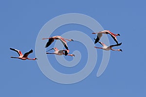 Lesser Flamingoes in flight