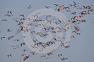 Lesser Flamingoes in flight